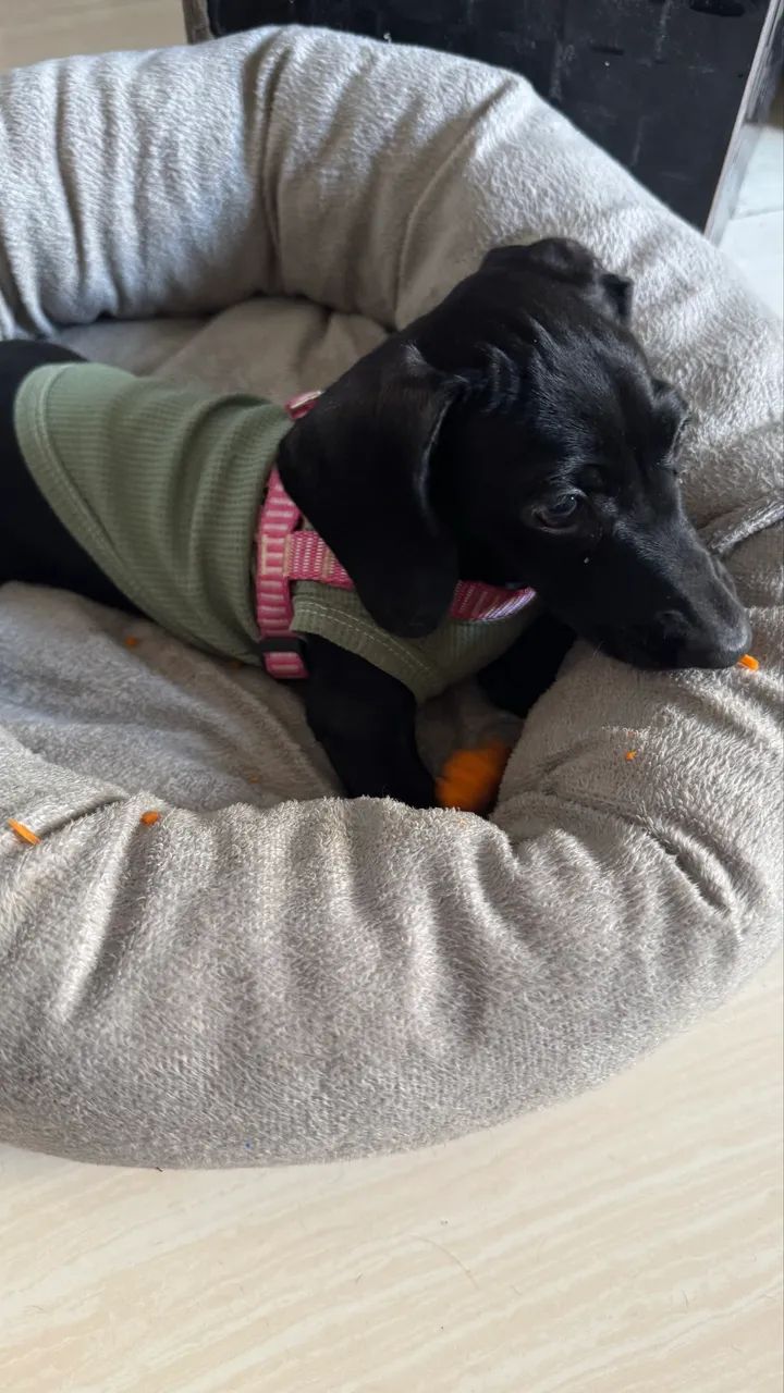 Dachshund Black