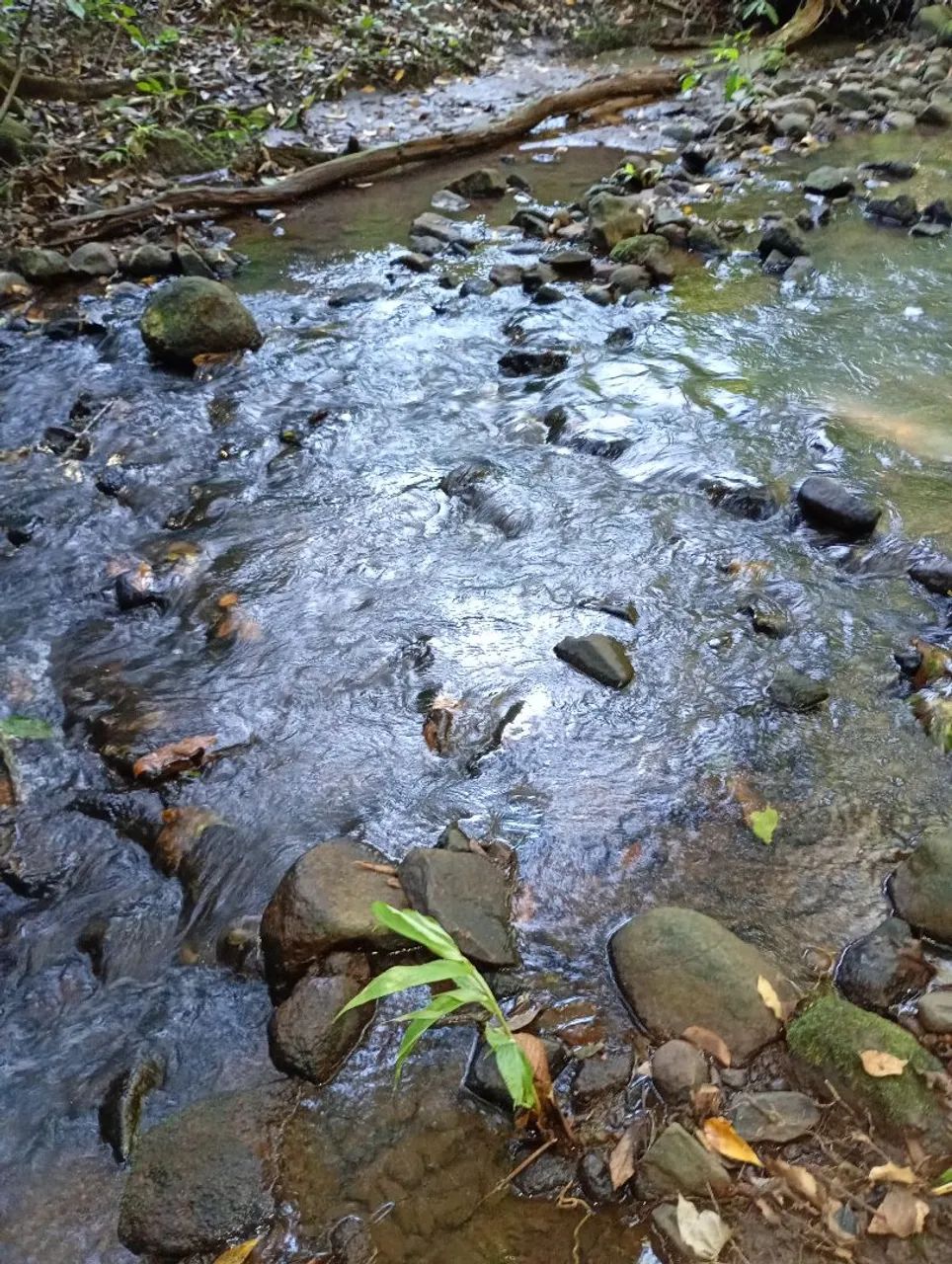  CHÁCARA 2.5 HA TERENOS  - Foto 2