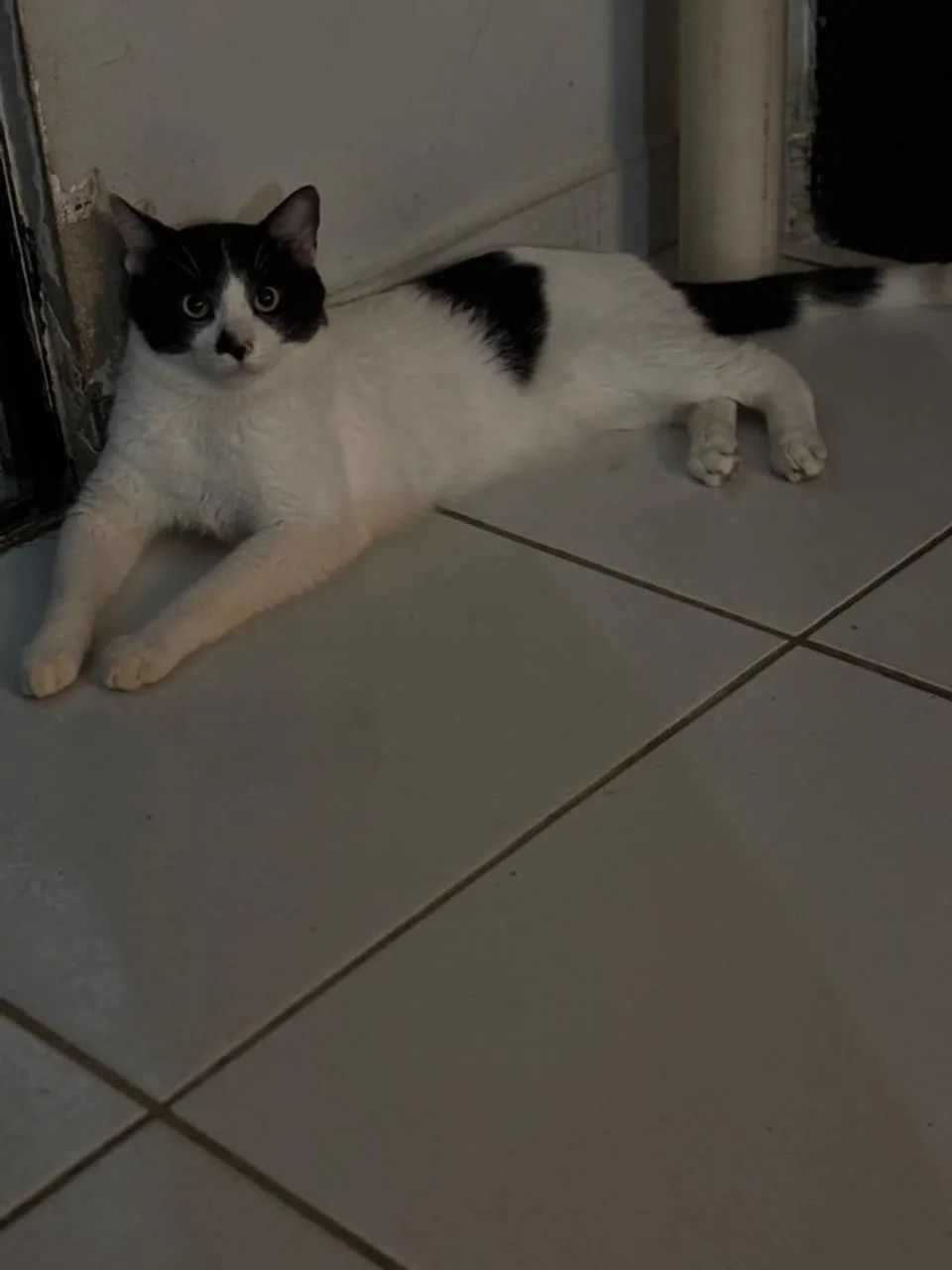 Adoção de gato