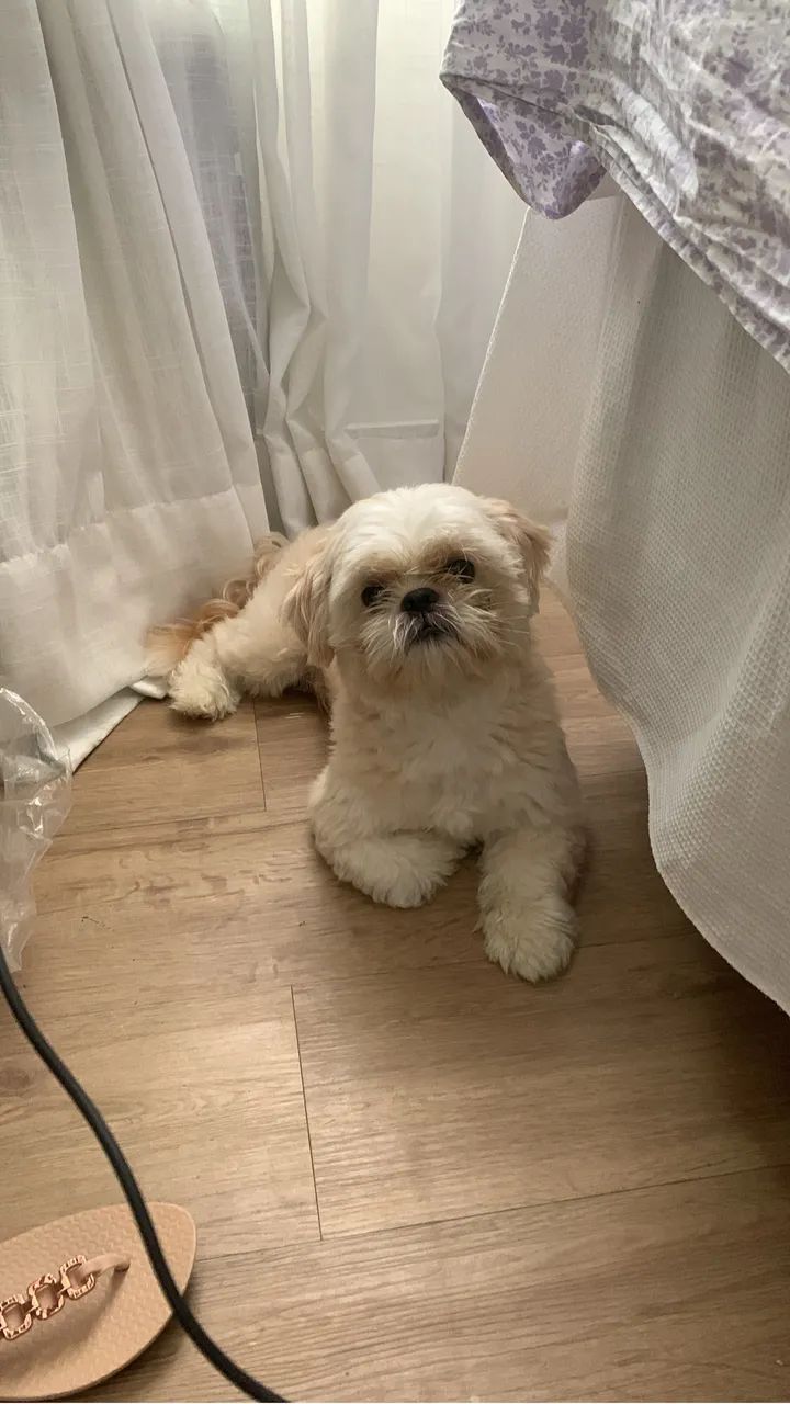 Shih tzu macho para Cruzar - Foto 4