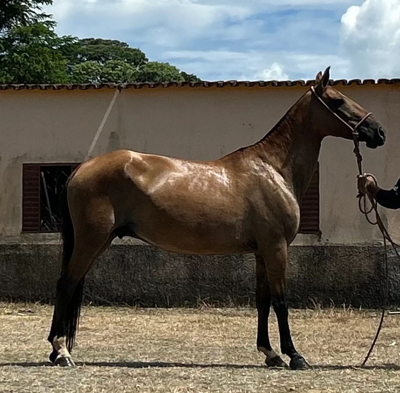 Vendo égua campolina genuína de marcha picada 