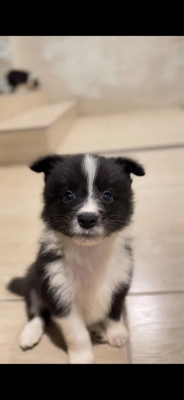 Border Collie Macho 