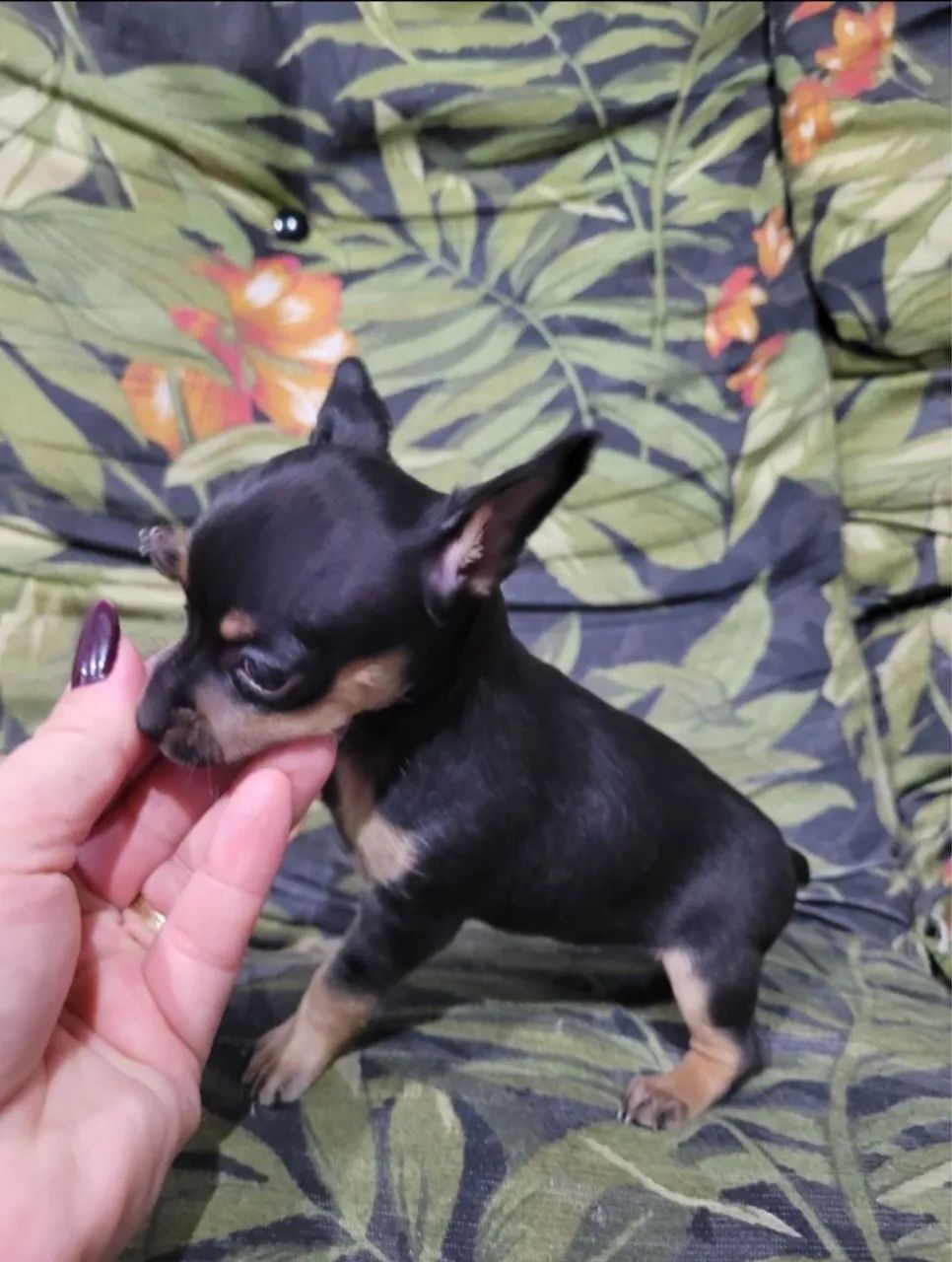 Pincher indos 00 acompanha garantia e kit filhote venha escolher o seu  - Foto 5