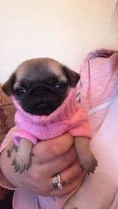Pug - Um Amigo Para Cada Momento 