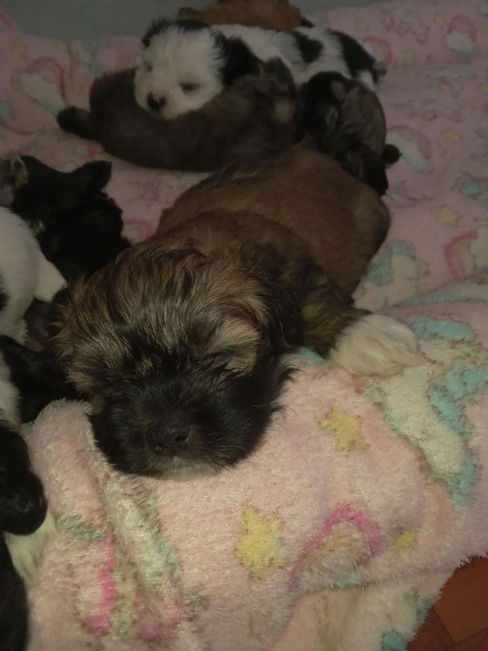 Vende-se shitzu machos - Foto 3
