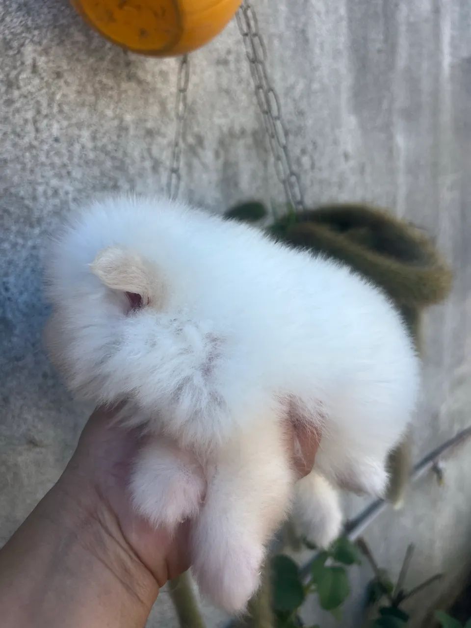 Lindo bebê Spitz alemão  - Foto 5