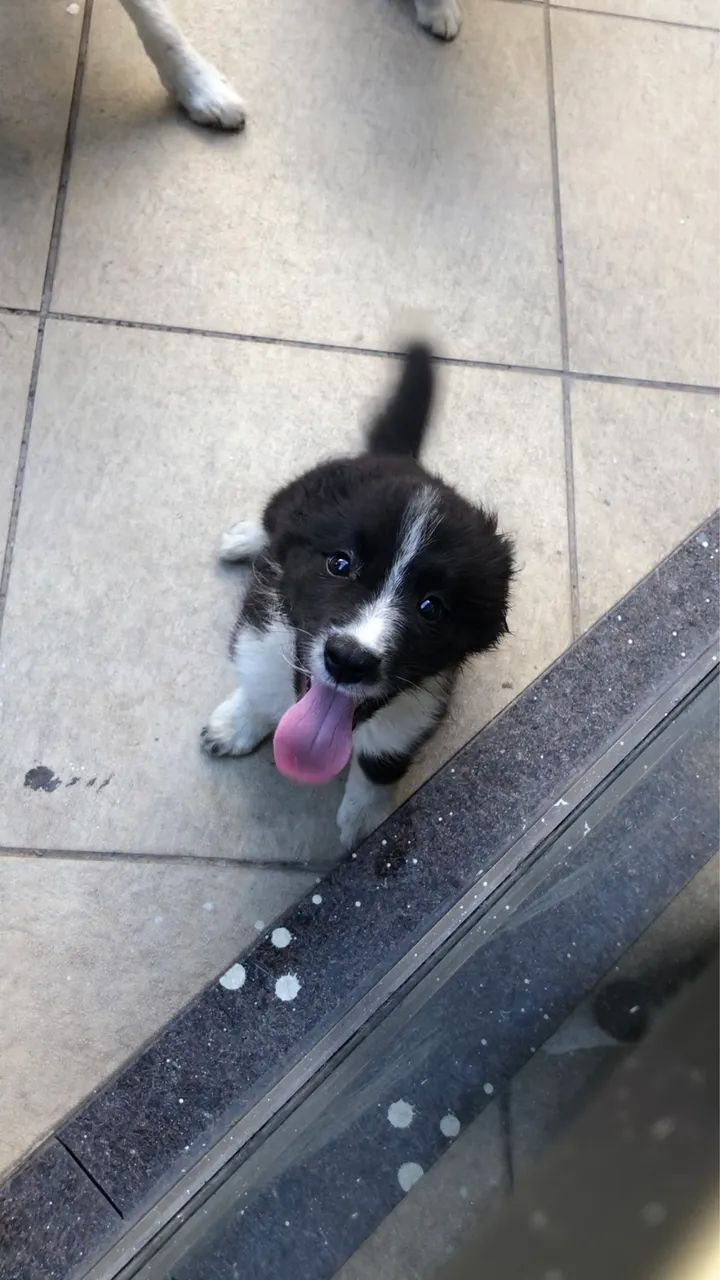 Border collie macho - Foto 2