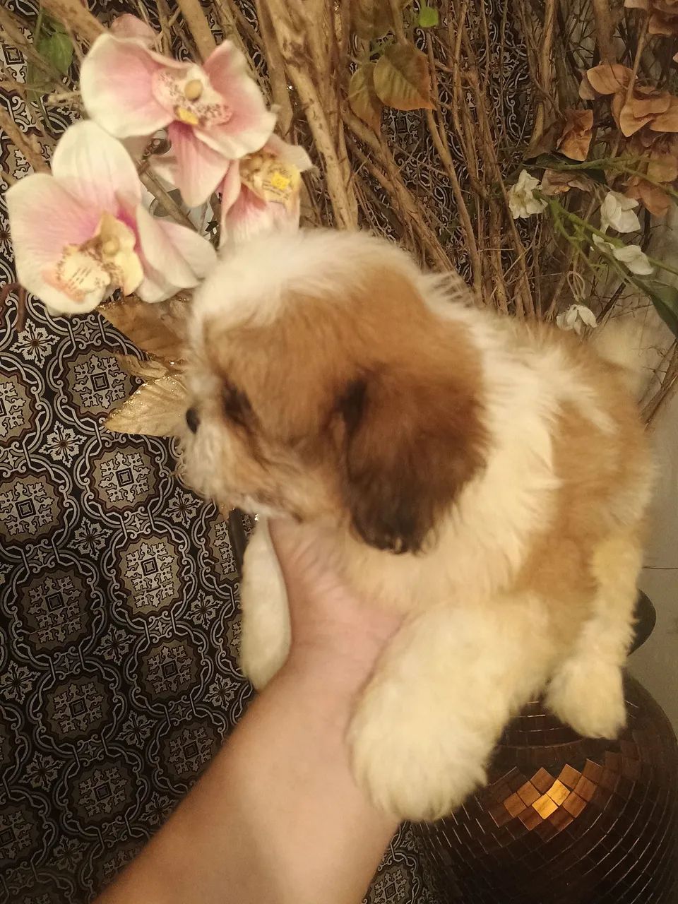Filhotes de Shith tzu MACHOS - Foto 2
