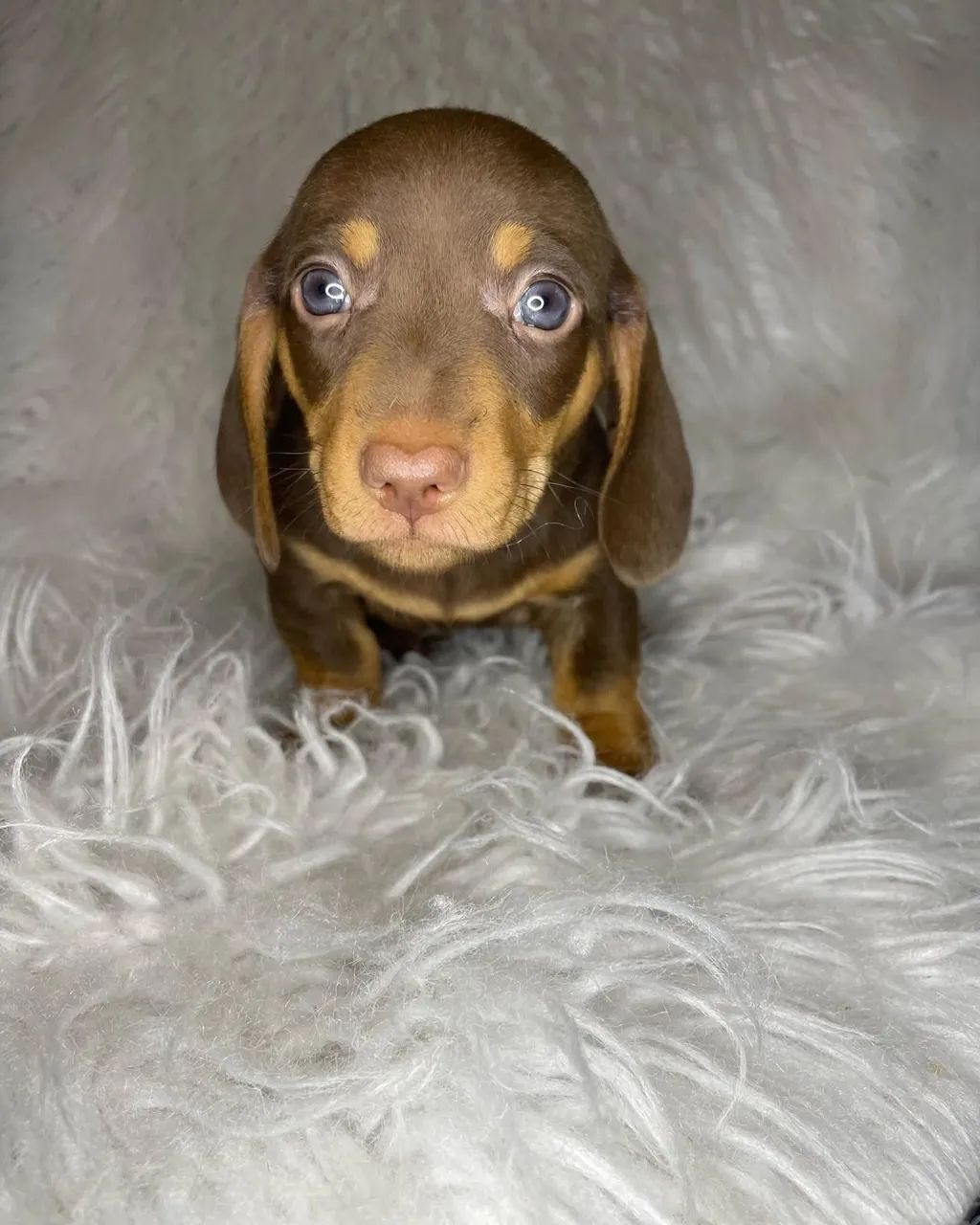 dachshund salsichinha  - Foto 3