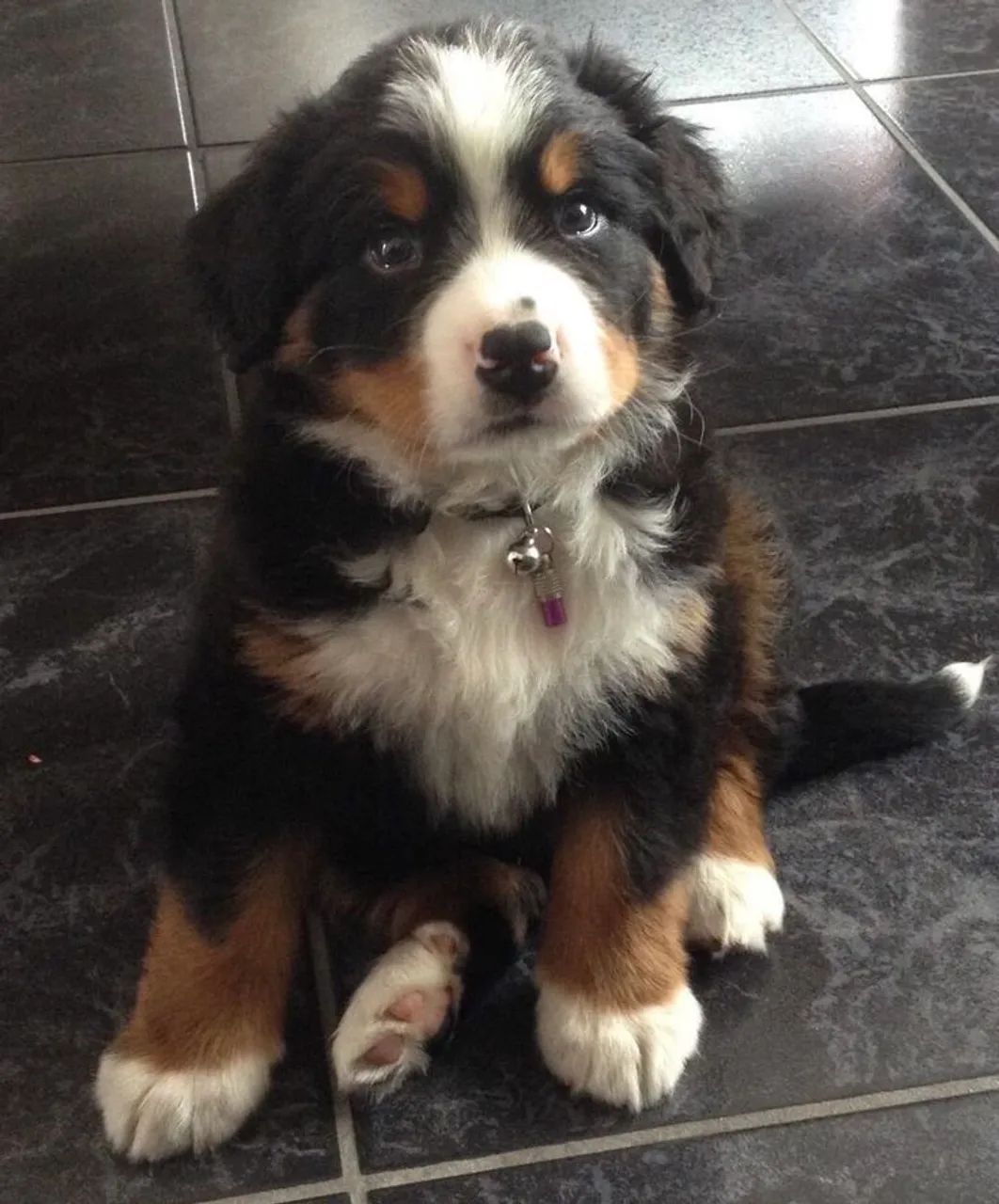 Bernese Mountain 