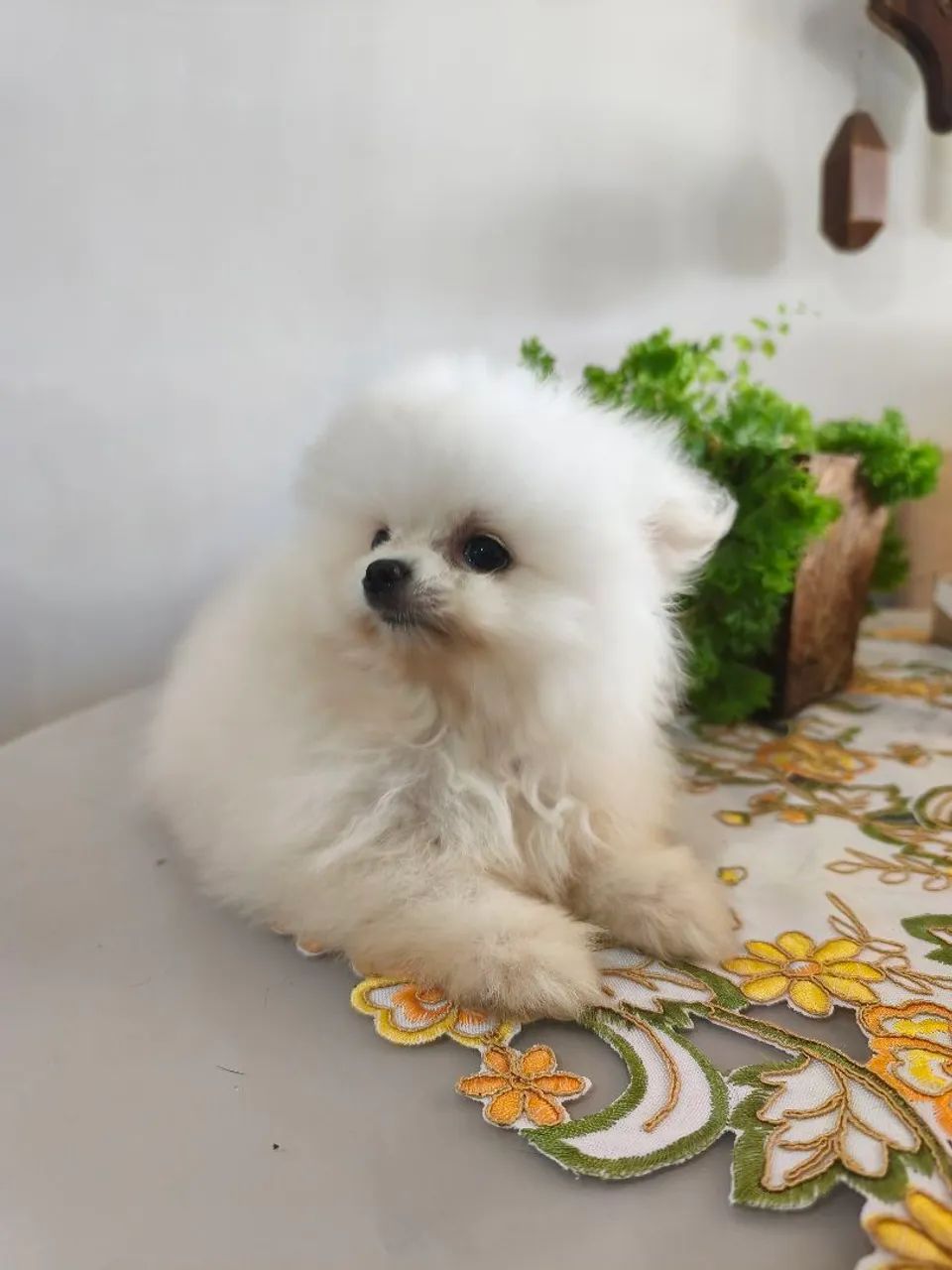 Spitz alemão - Foto 5