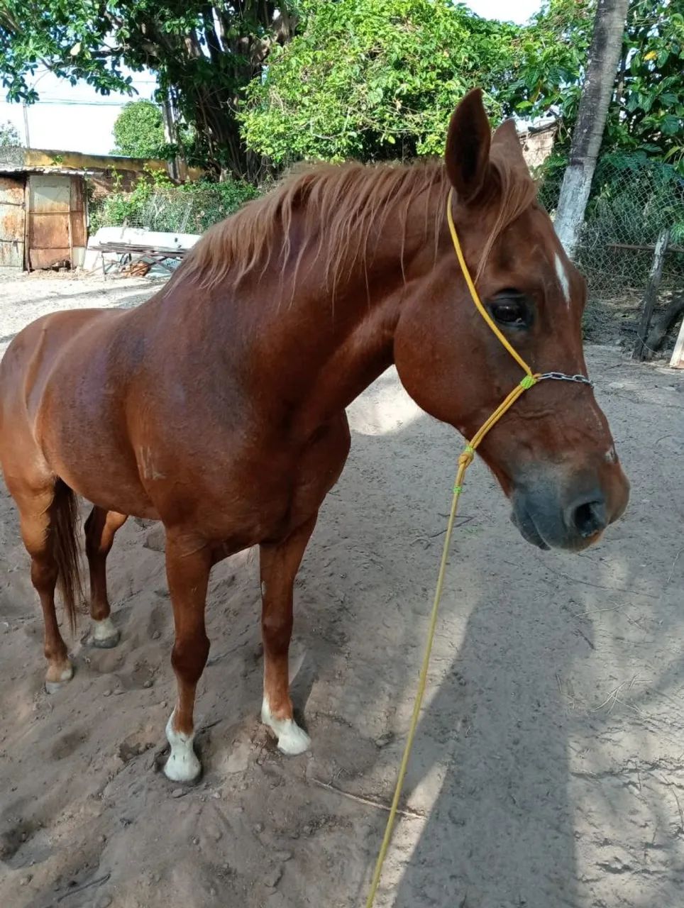 Cavalo  - Foto 2