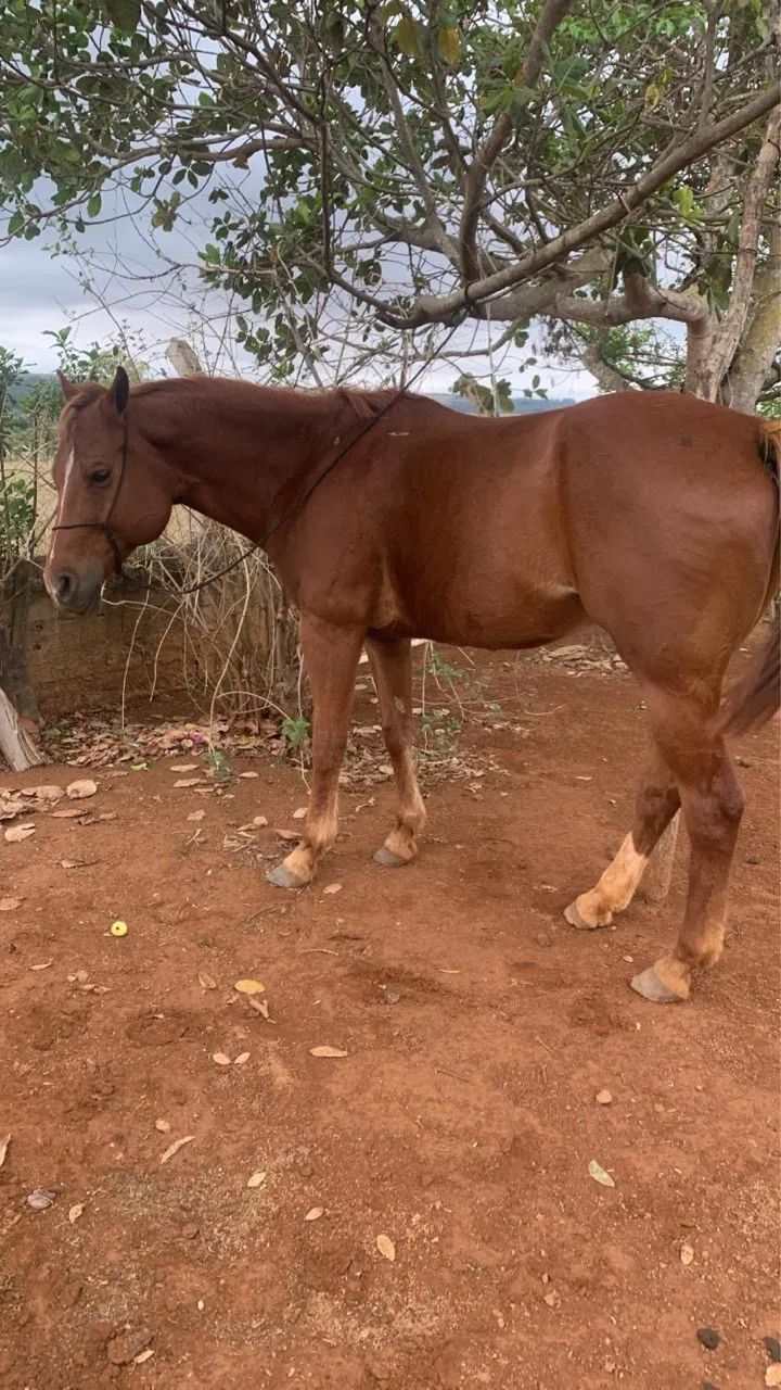 Venda de cavalos  - Foto 2