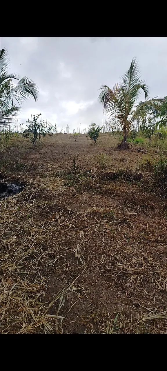 Vendo sítio no povoado Riacho Branco em Joaquim Gomes  - Foto 5