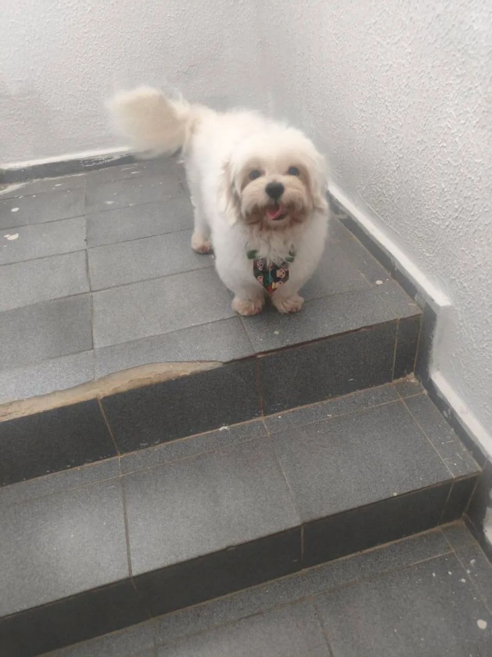 Cachorro para doação responde  - Foto 3