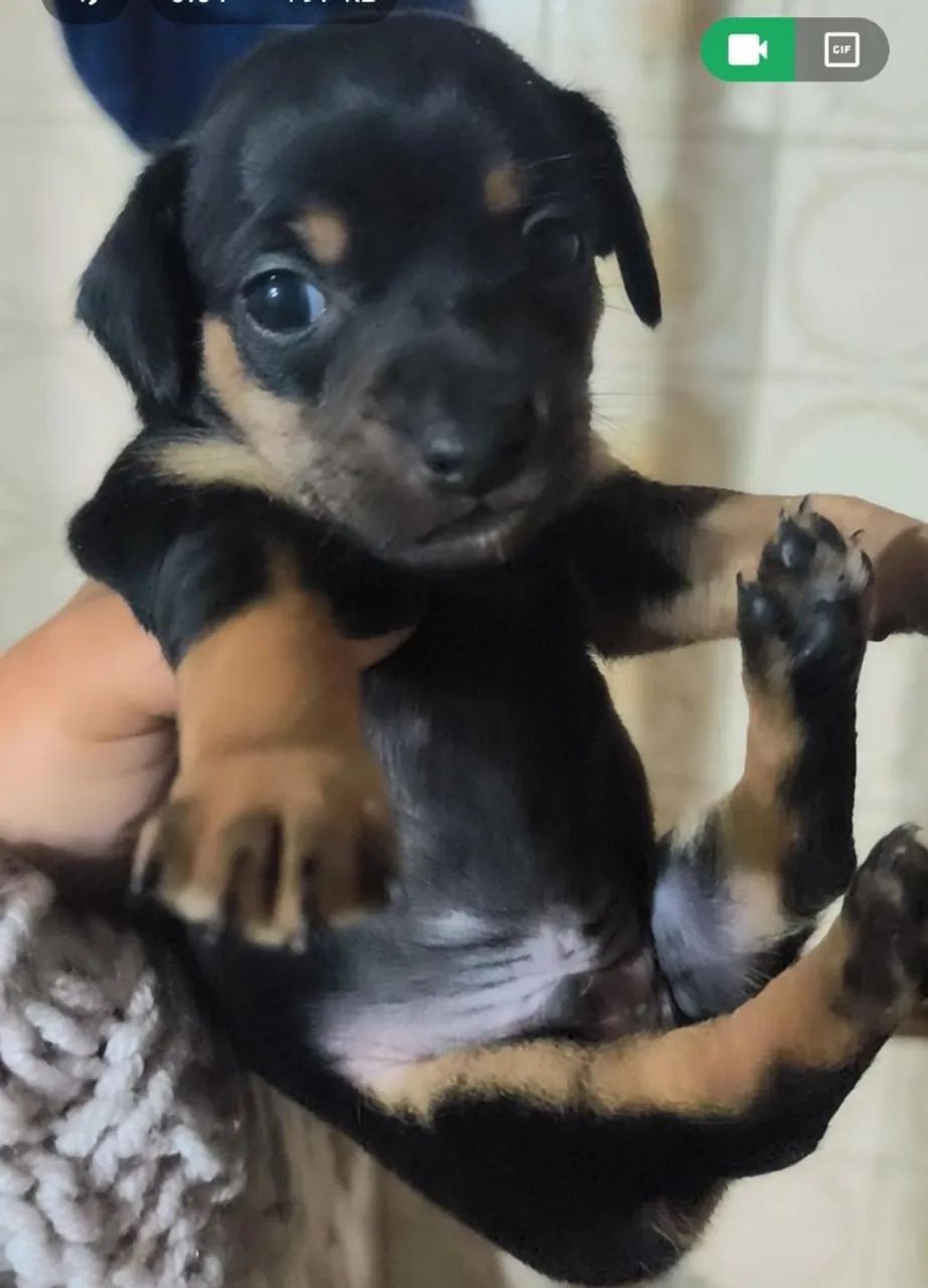 Vendo filhote de pinscher macho 