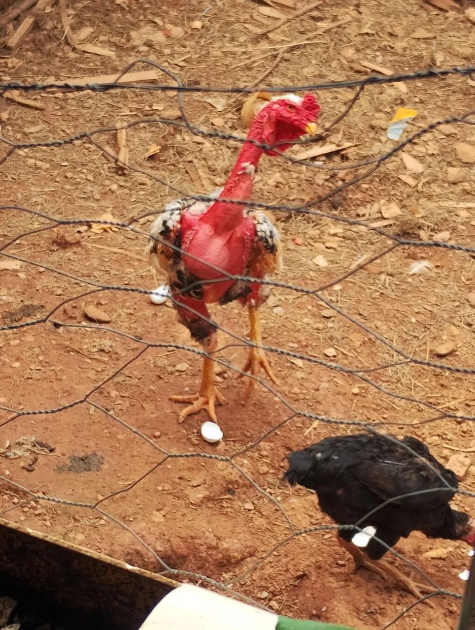 Galo polaco + galinhas 