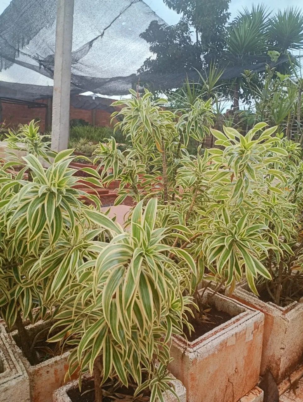 Plantas  - Foto 3