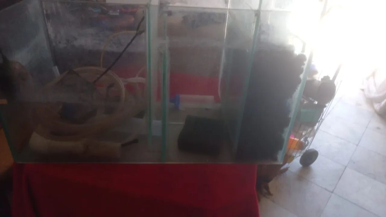 aquario - Foto 3