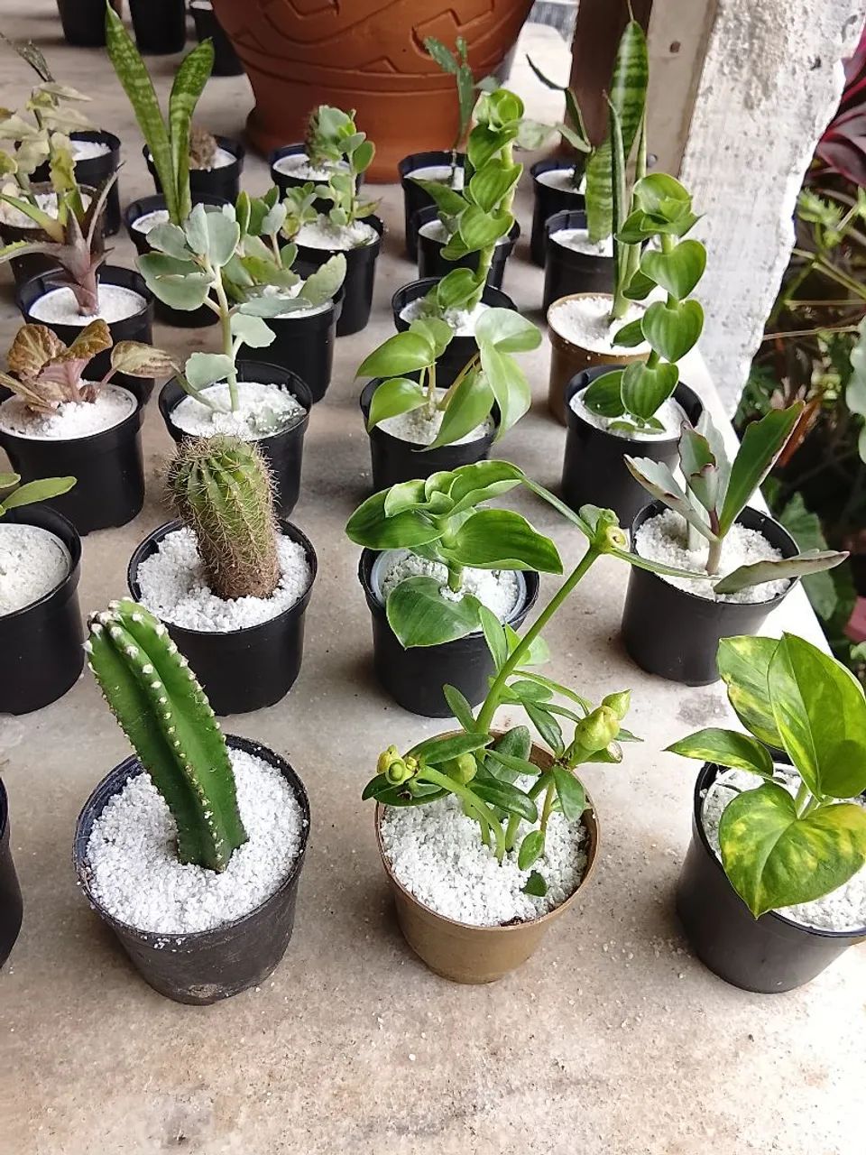 Cactos - Foto 3