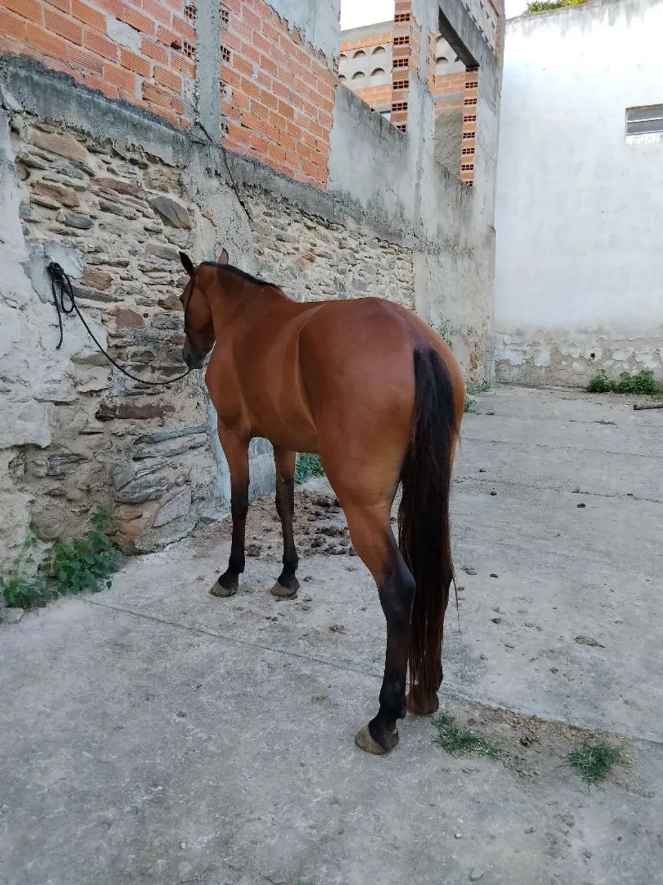 Égua mangalarga  - Foto 4