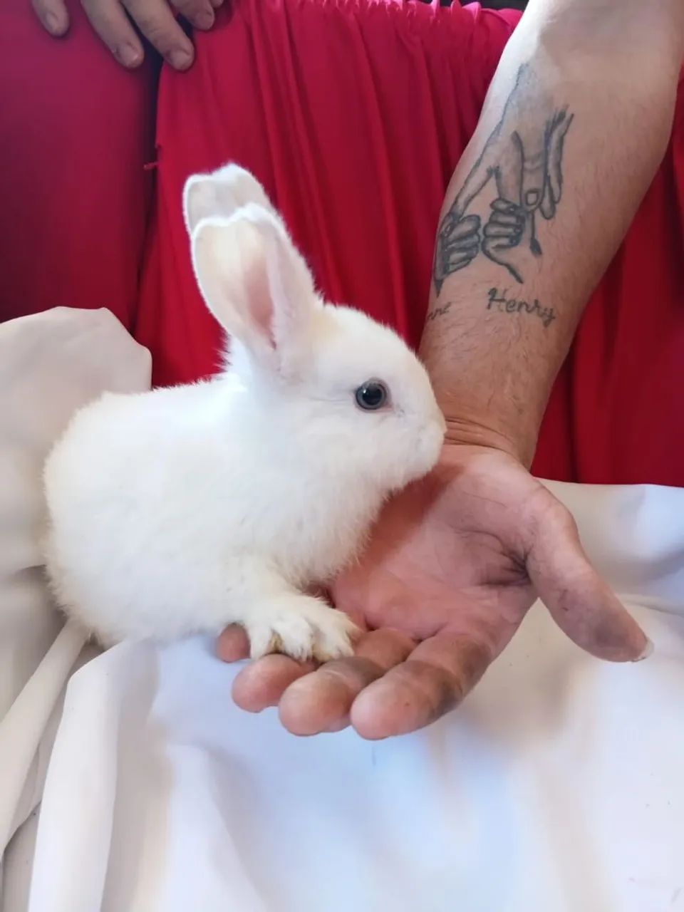 Coelhos  - Foto 3