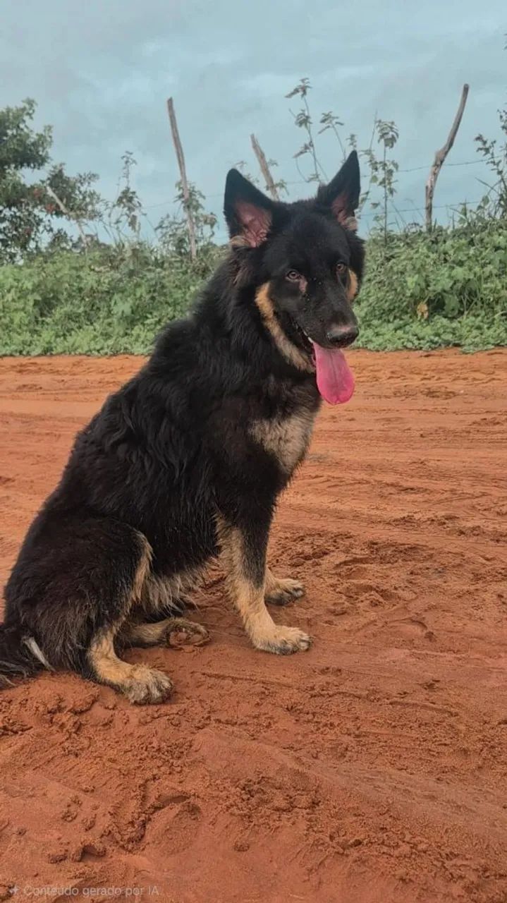 Cadela disponível para ser coberta - Foto 5