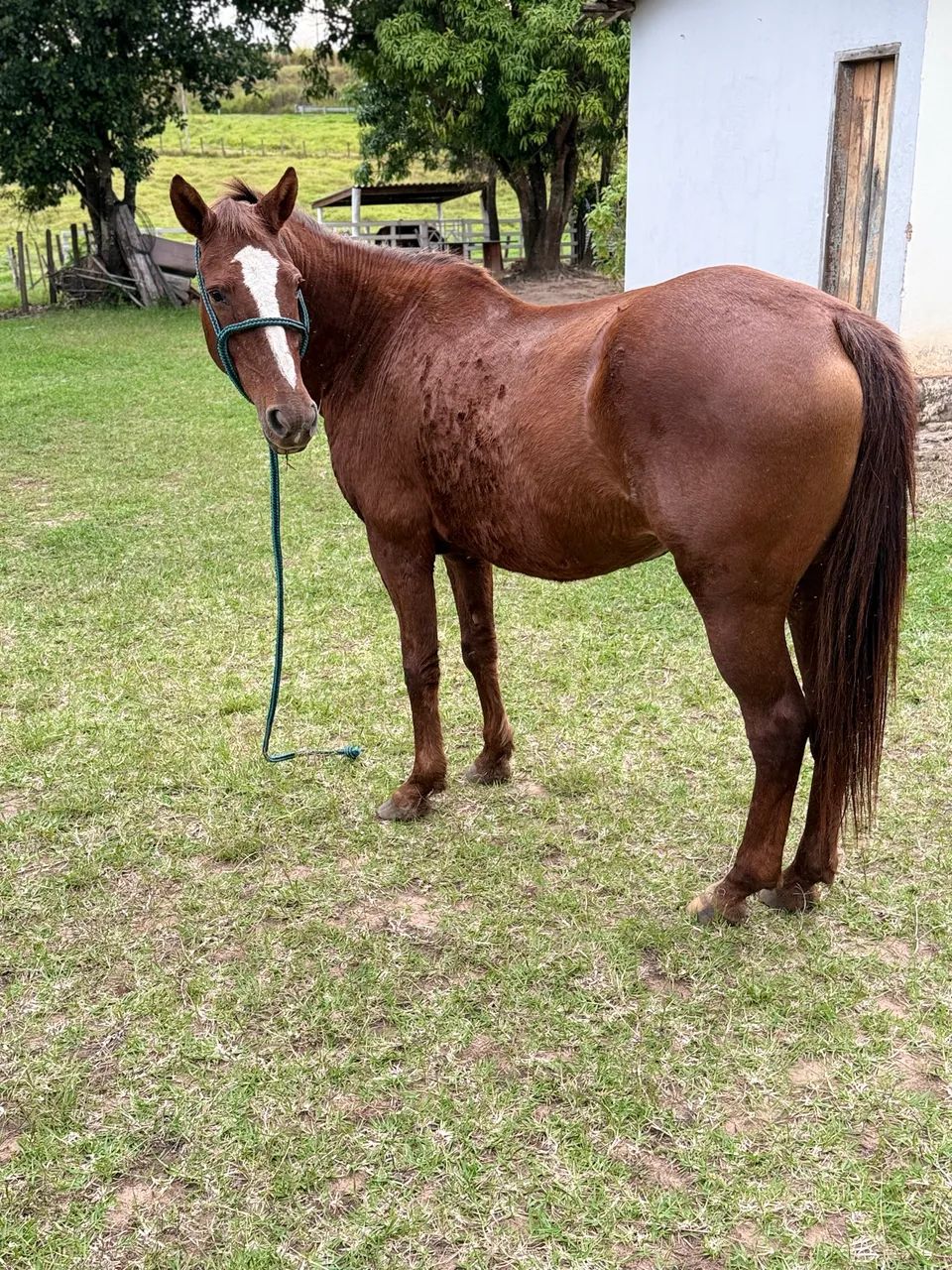 Vende - se Égua  - Foto 3