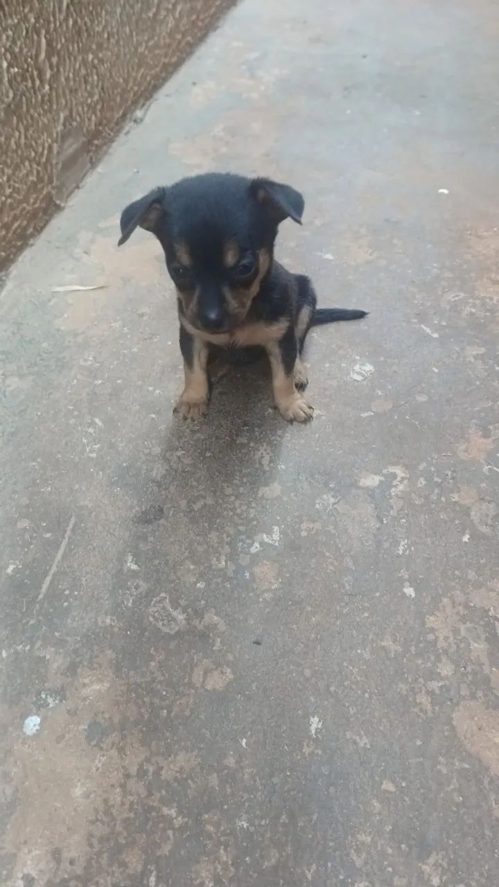 Pinscher filhote - Foto 4