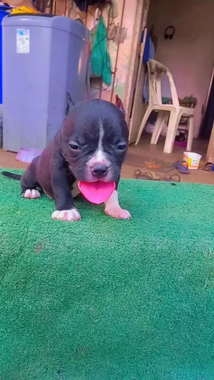 American Bully - Foto 3