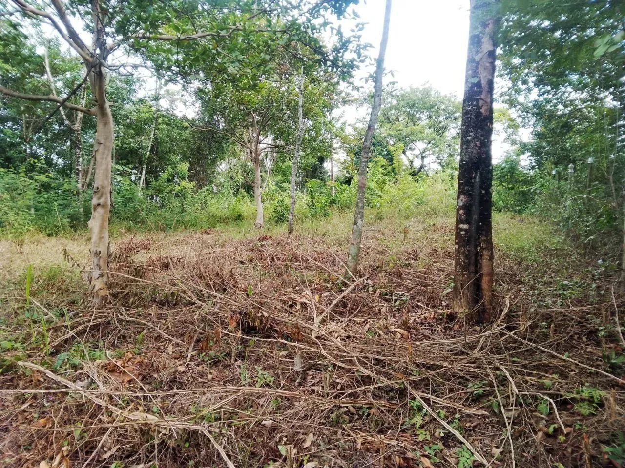 Terreno com escritura e RGI - Foto 4