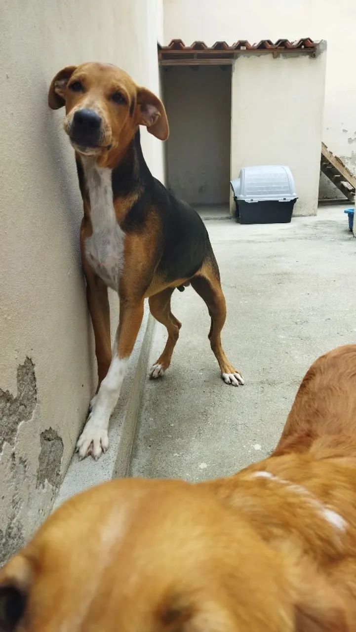 Cães para doação  - Foto 4