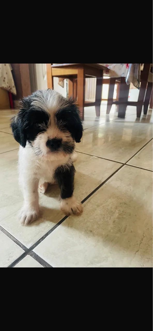Shih tzu - Foto 4