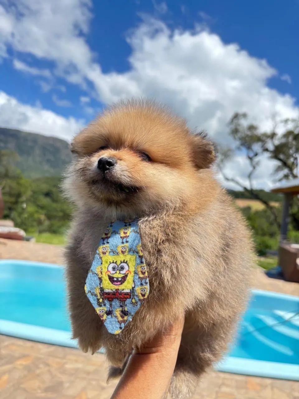 Spitz alemão  - Foto 4