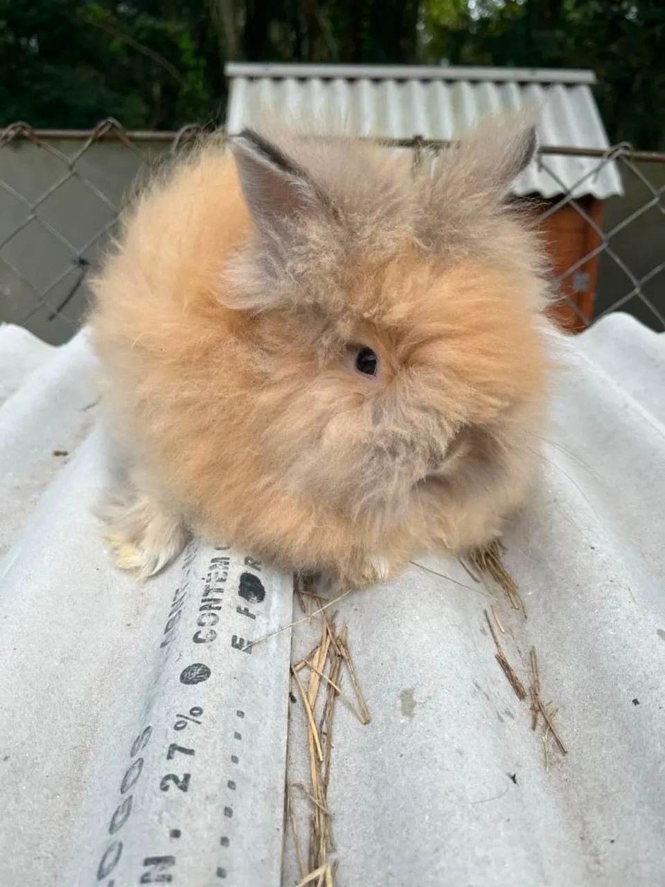 Coelho mini Teddy  - Foto 2