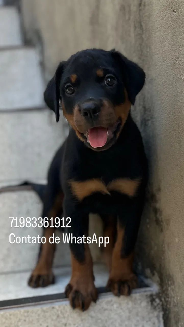 Rottweiler 