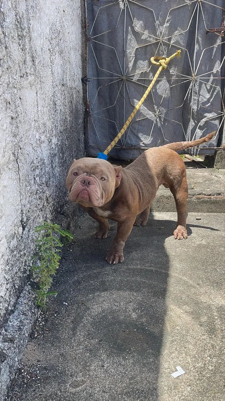 Pitbull American Bully Micro - Foto 4