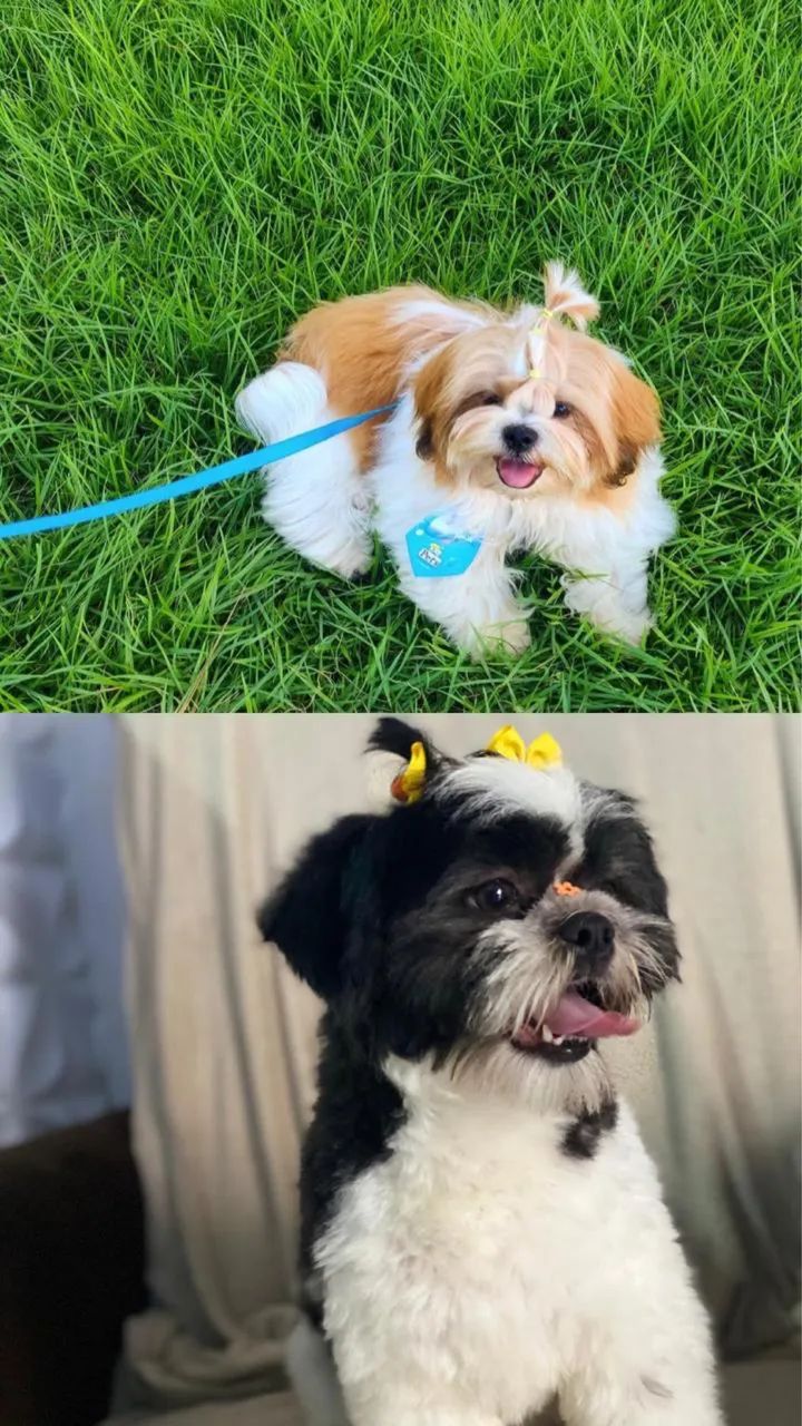 Shih tzu macho à venda - Foto 5