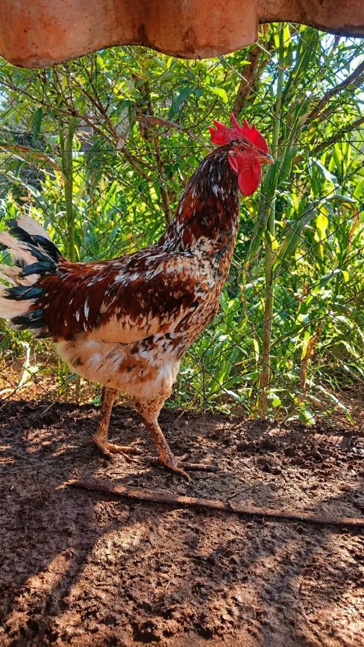 Galos e galinhas de raça  - Foto 4