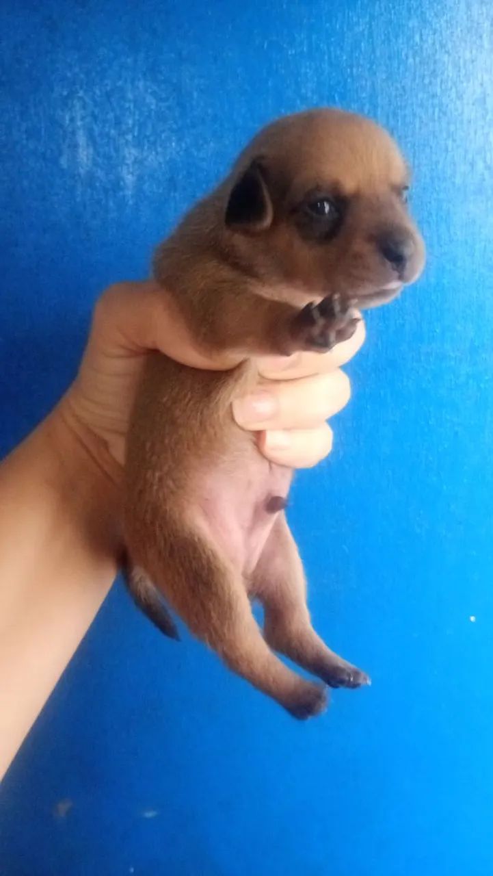 Bebê lindos