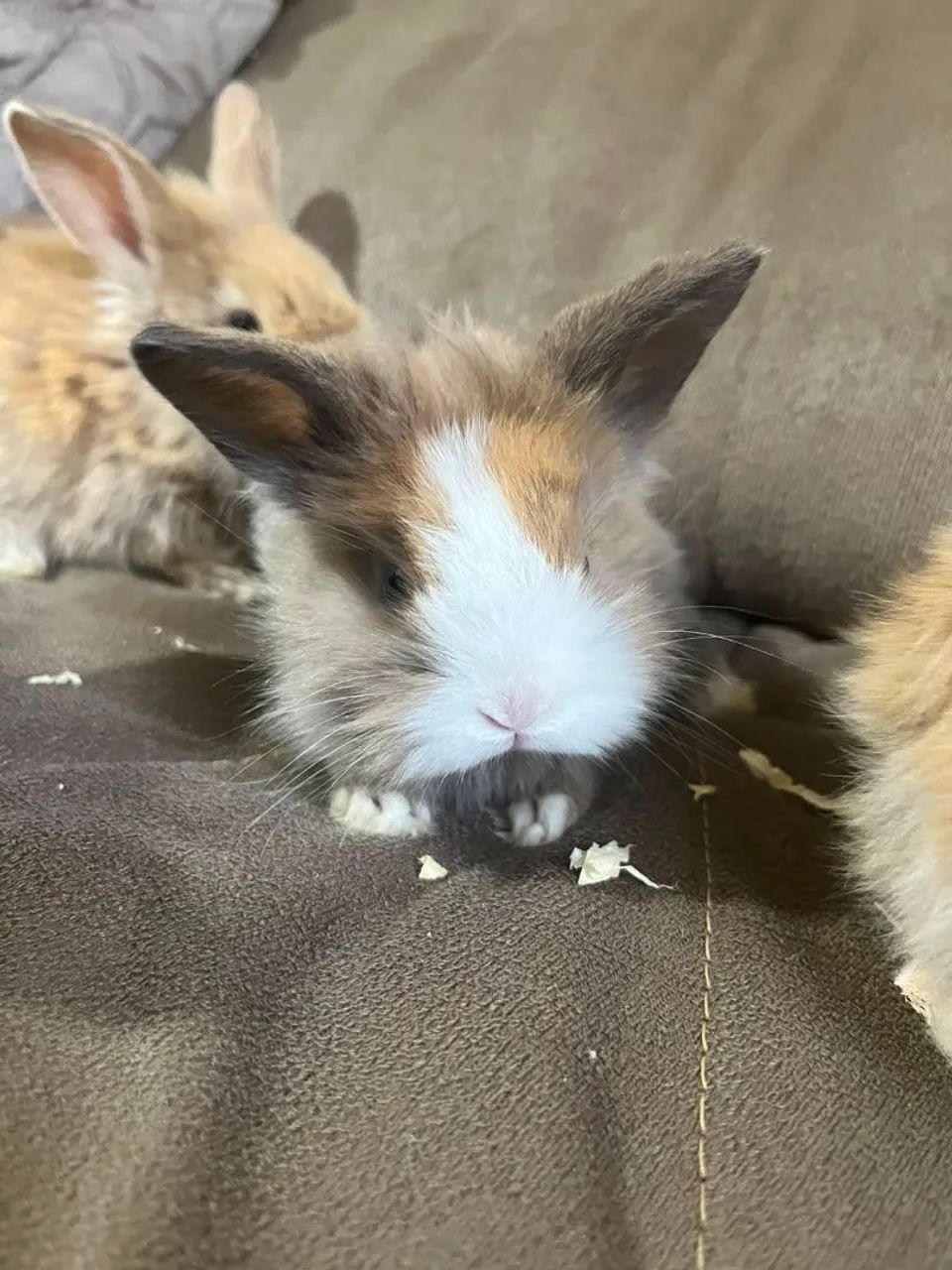 Mini coelho 