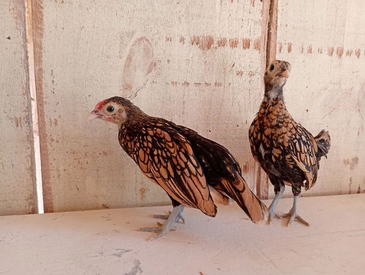 Pintinhos da raça Sebright dourado - Foto 3