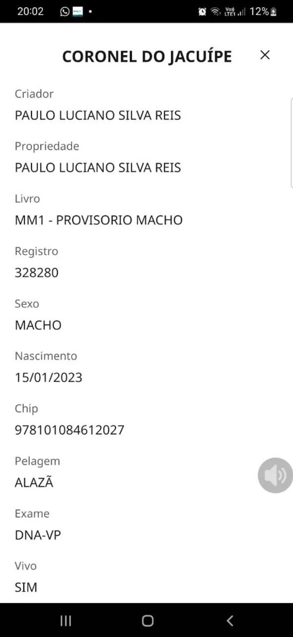 Potro mangalarga macha picada 3 anos de idade  - Foto 2