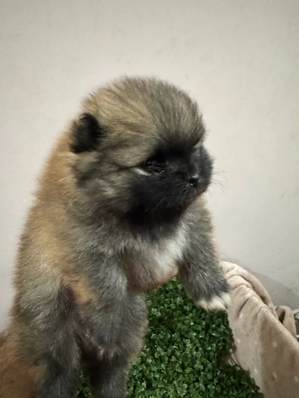Spitz Alemão  - Foto 4