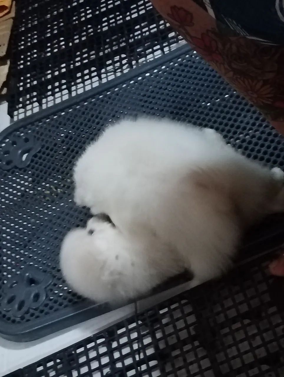 09/02 reserva macho Spitz alemão  - Foto 3