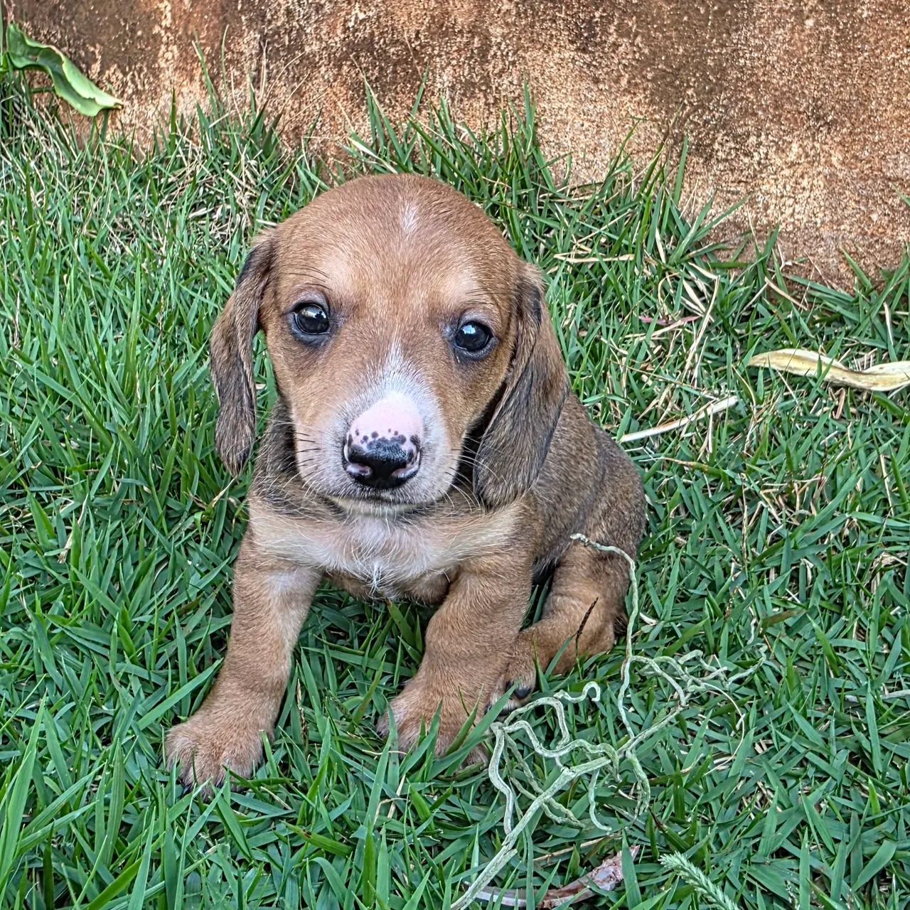 Dashchund, teckel , salsicha macho tradicional - Foto 2