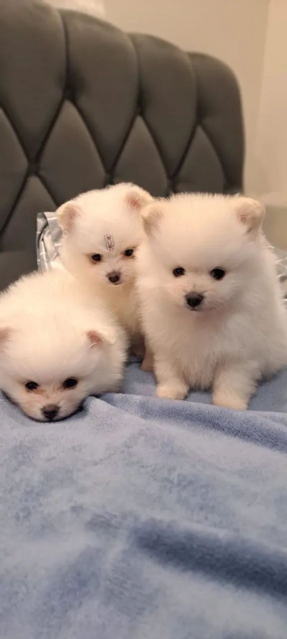 filhotes cachorro  Spitz alemão  - Foto 3
