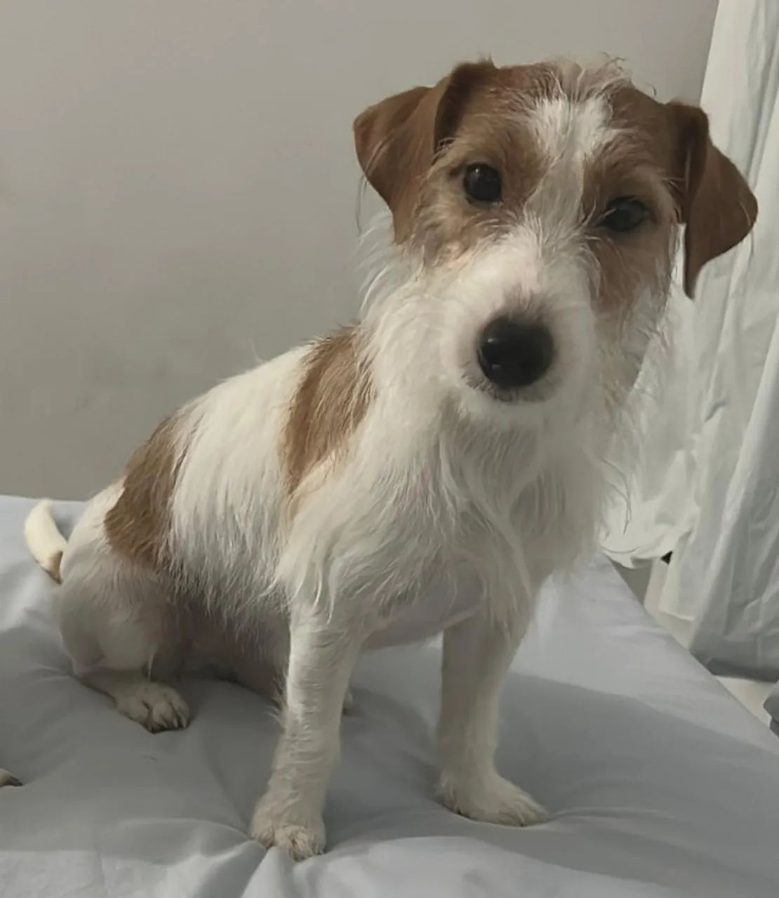 Procura Jack Russel macho