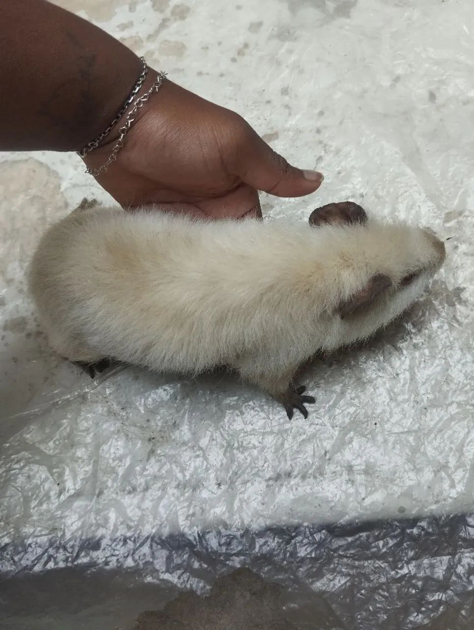 Porquinhos da índia