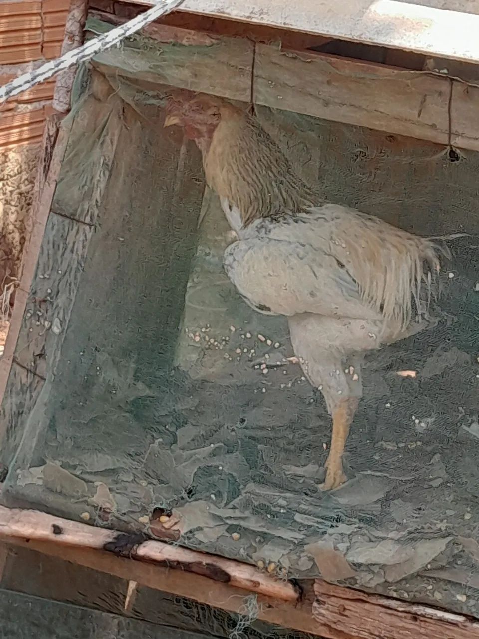 Vende-se 3 galinha e 1 galo.  - Foto 2